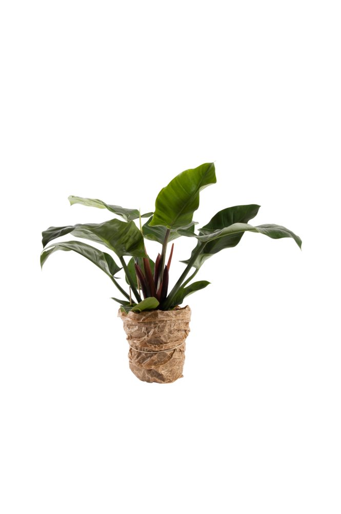 Philodendron Imperial Green