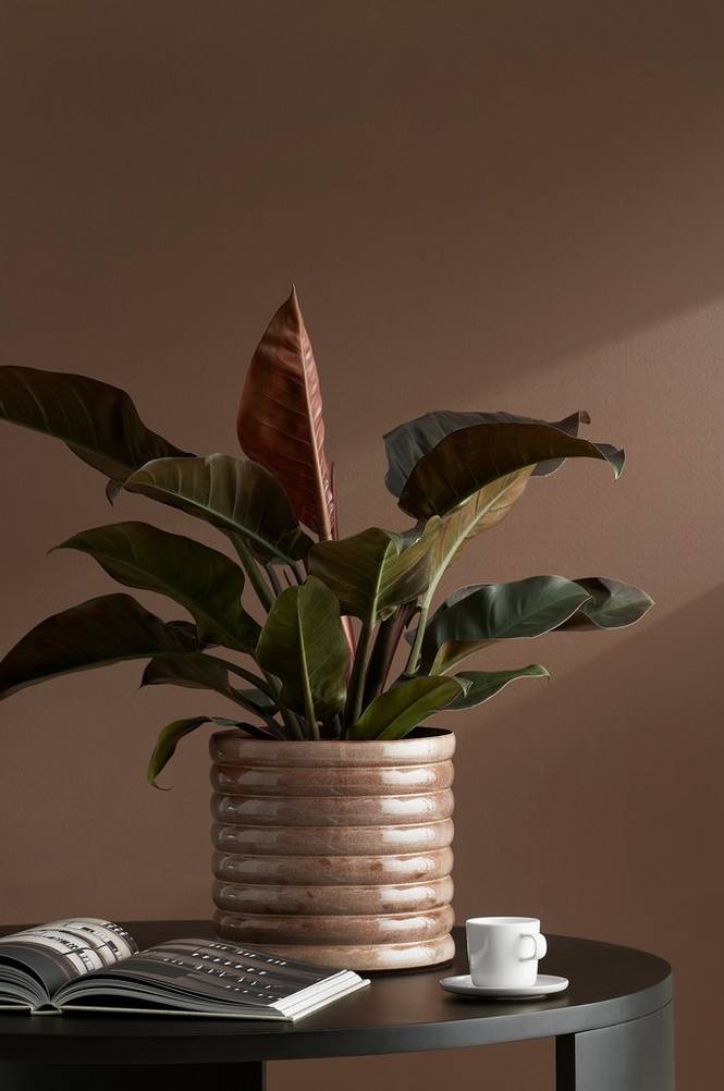 Philodendron Imperial Red