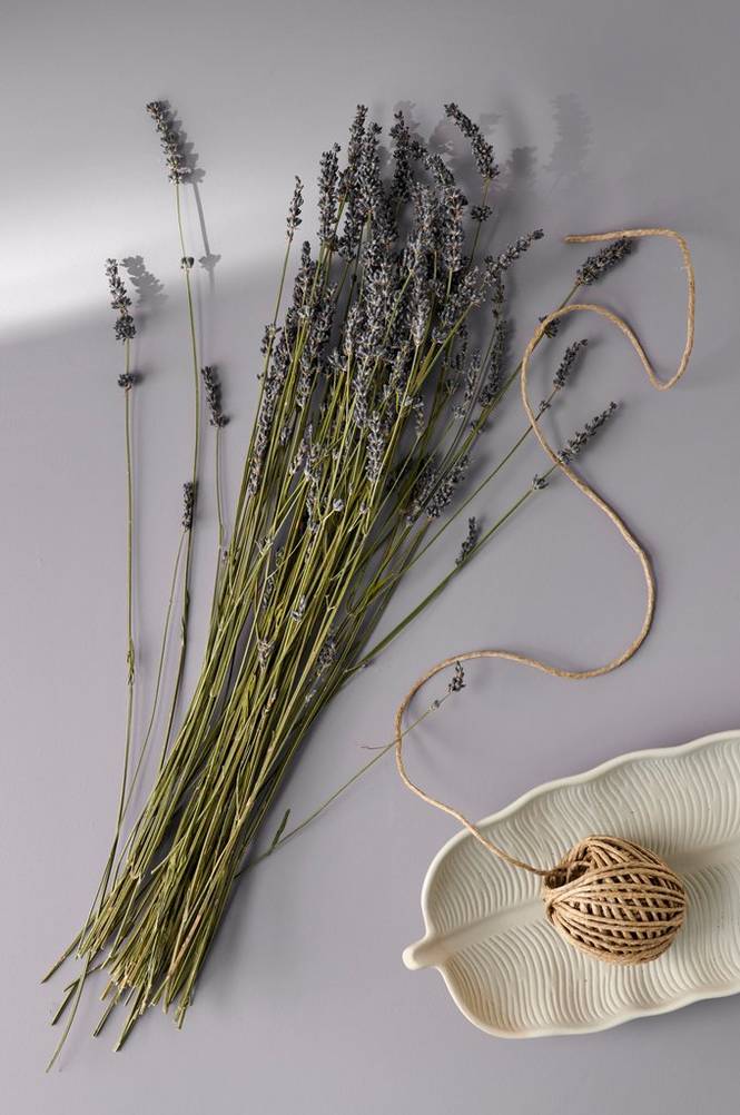 Lavendel