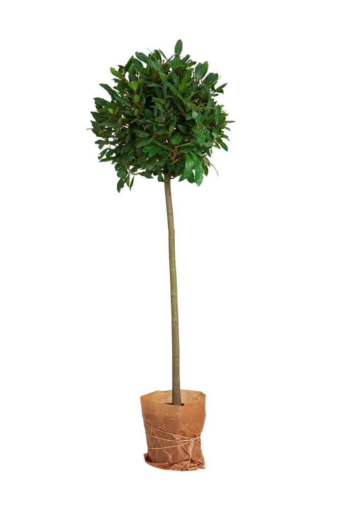 Lagerblad på stam