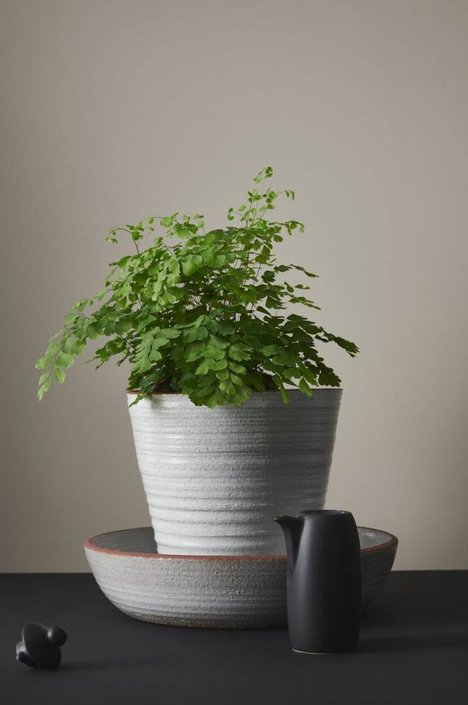 Adiantum