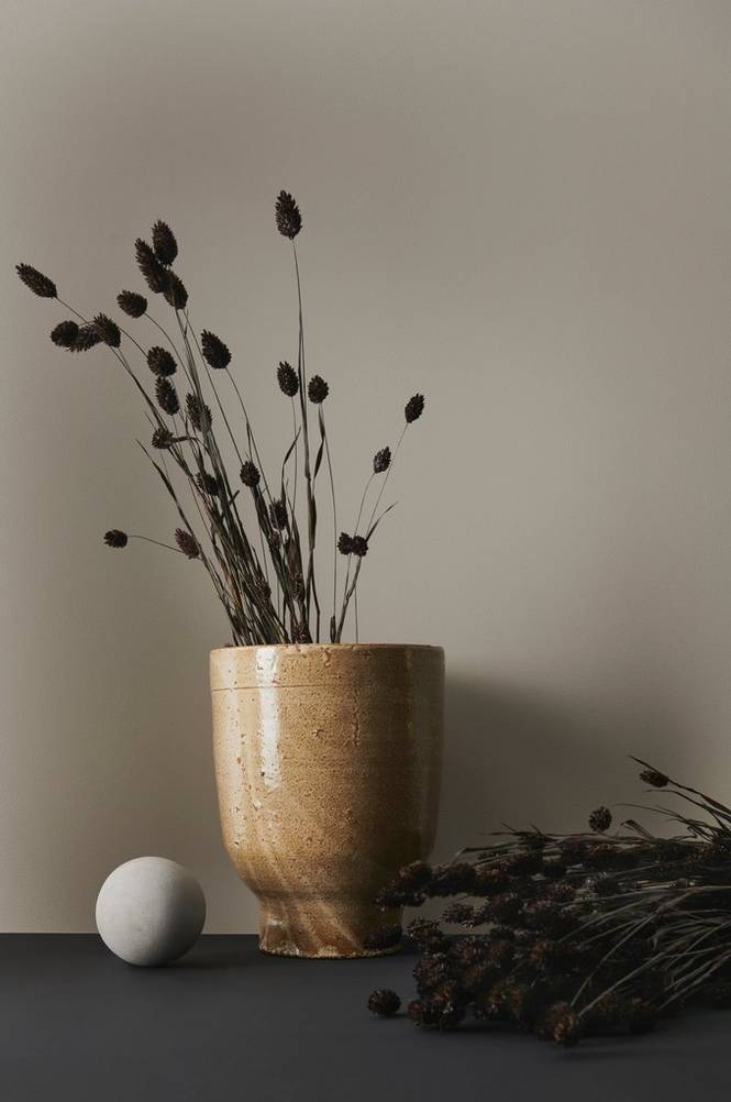 Phalaris Brown