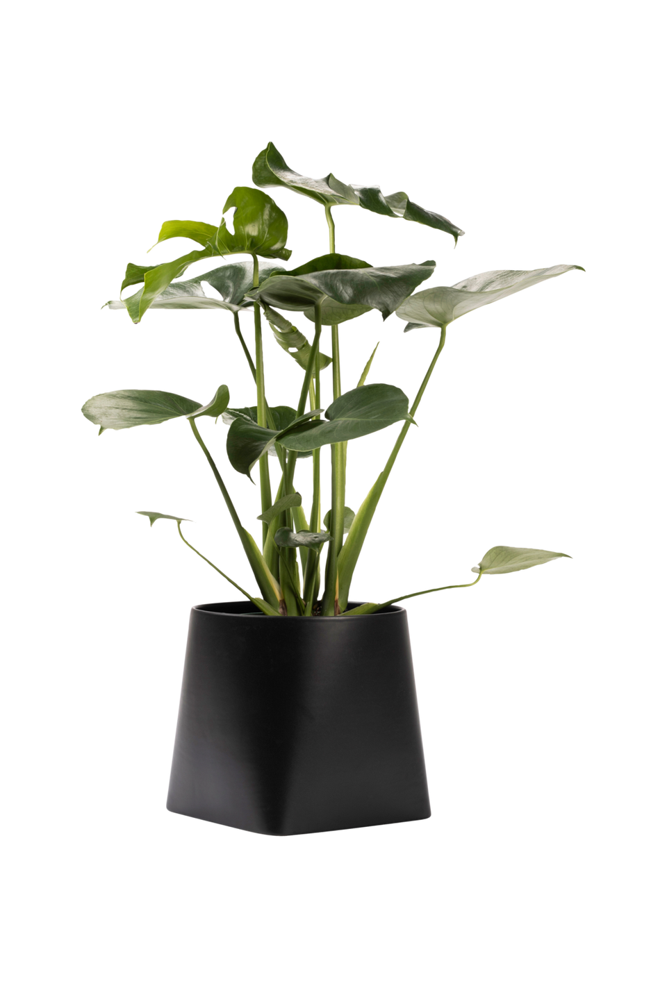 Markslöjd Somma kruka 20 cm, svart från Markslöjd, bild 5