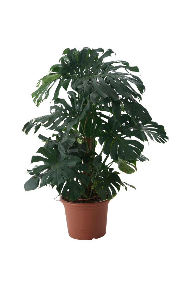 Monstera deliciosa