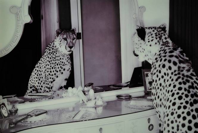 Bilde Cheeta