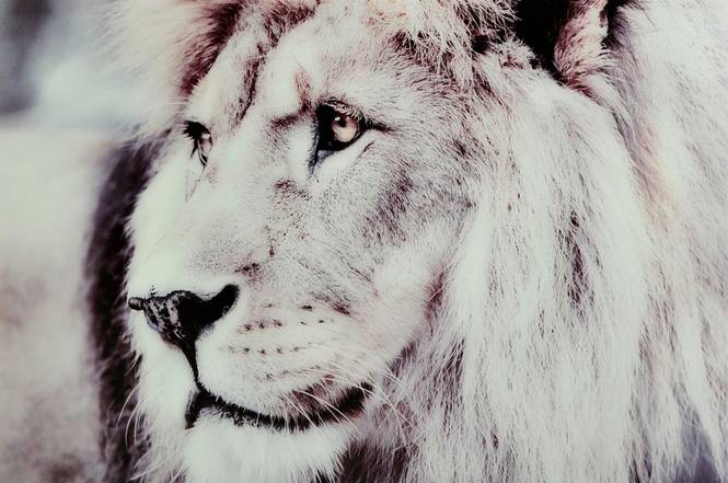 Tavla Lion