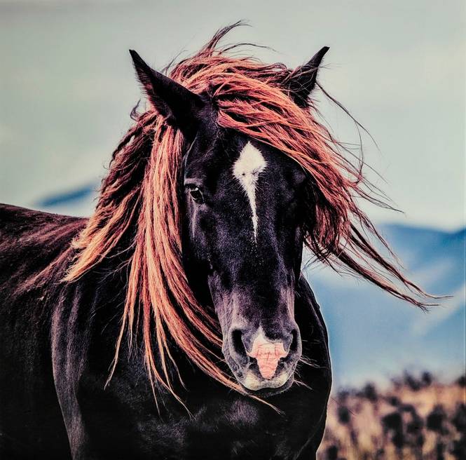 Bilde Hest