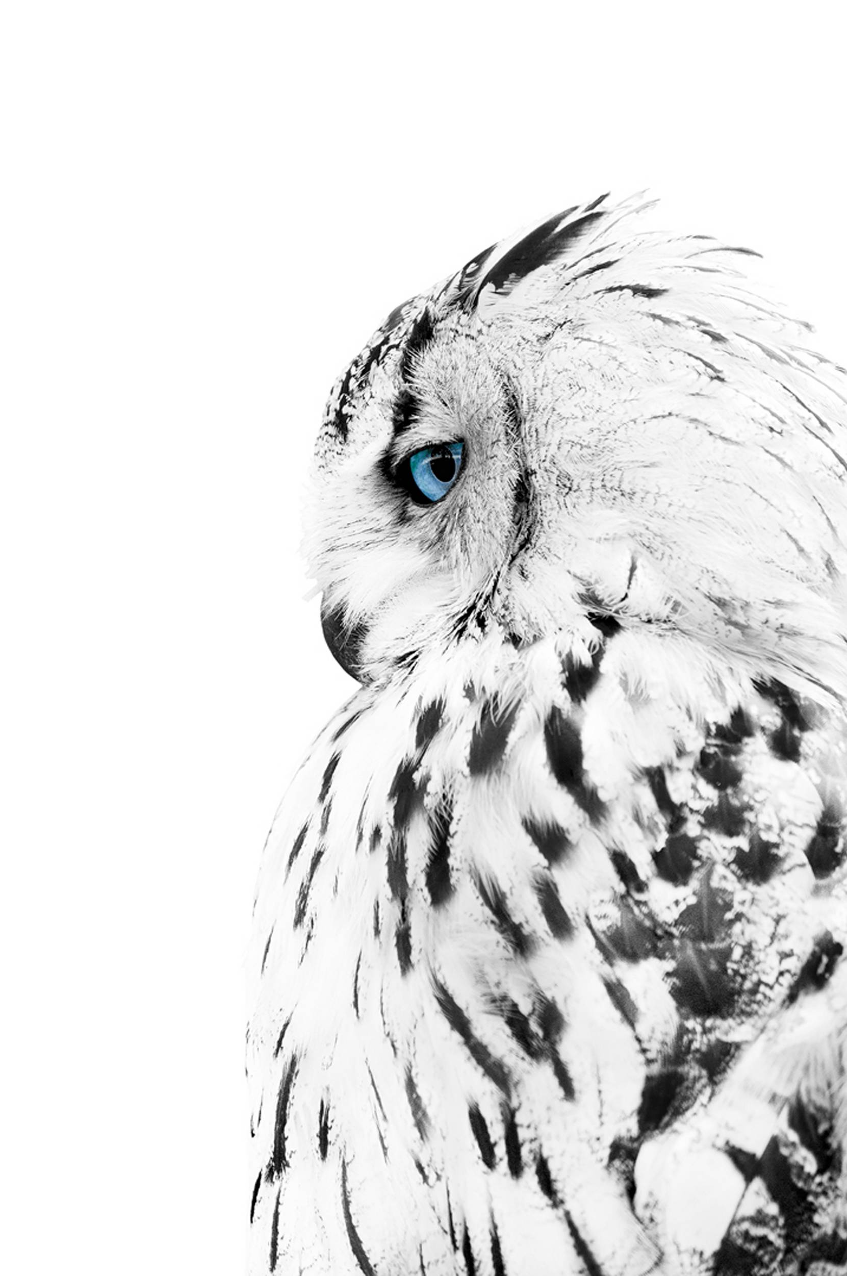 Malerifabrikken - Poster White owl - Vit - 70X100