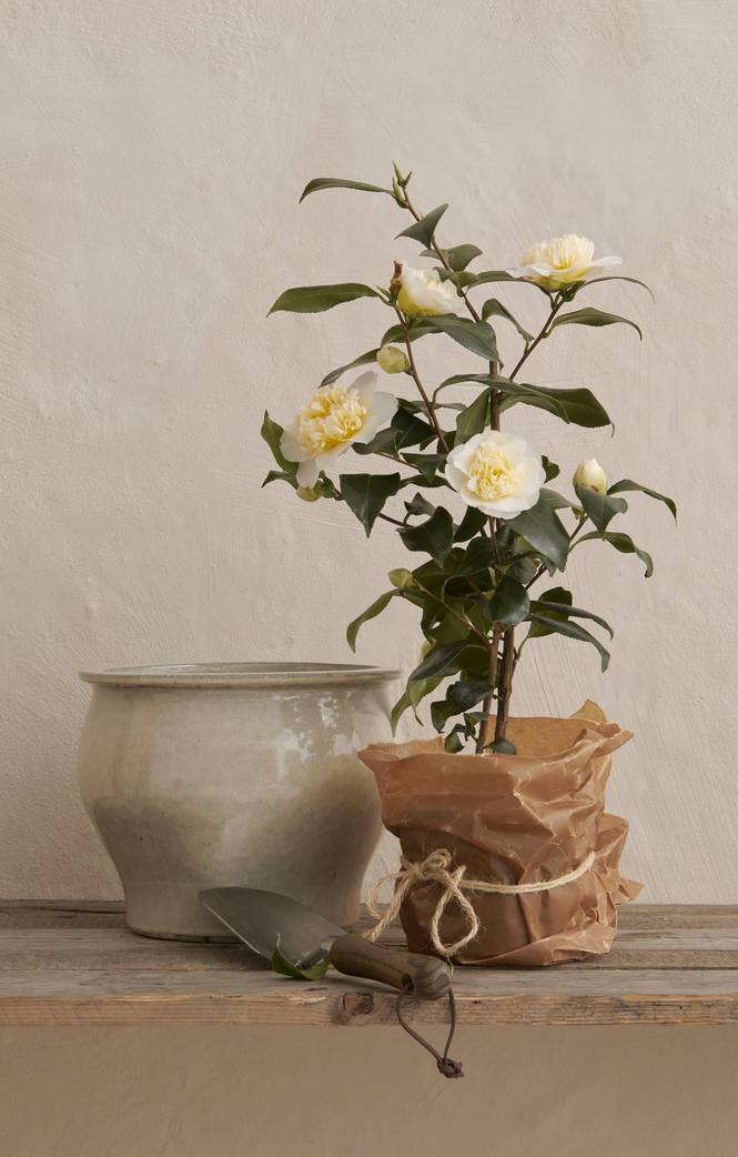 Camellia