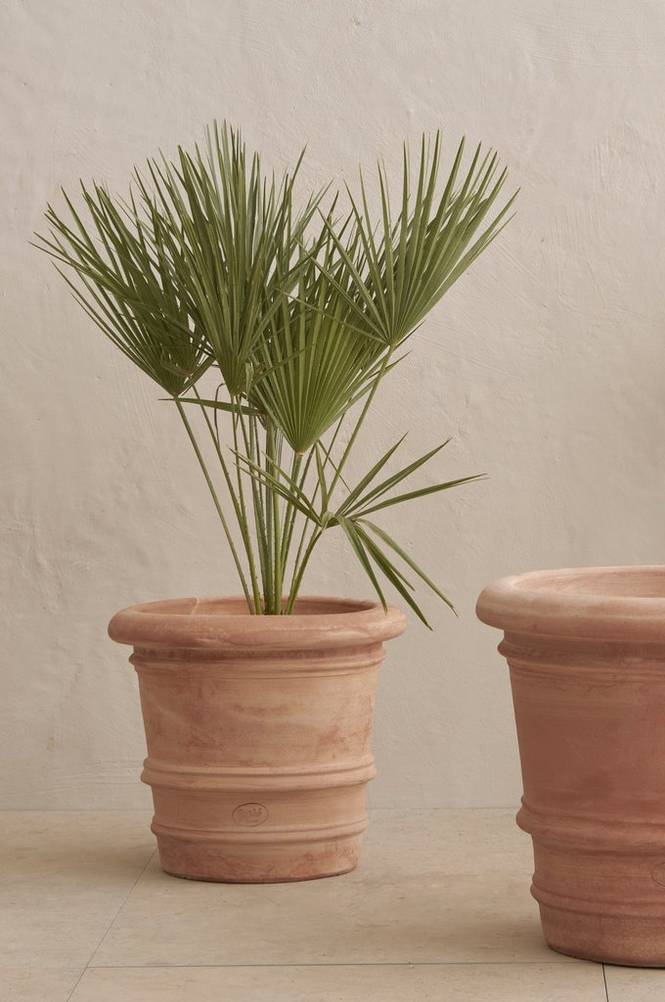 Chamaerops Palm
