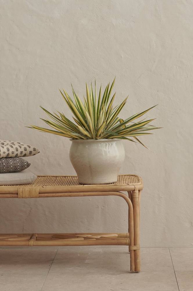 Yucca palm