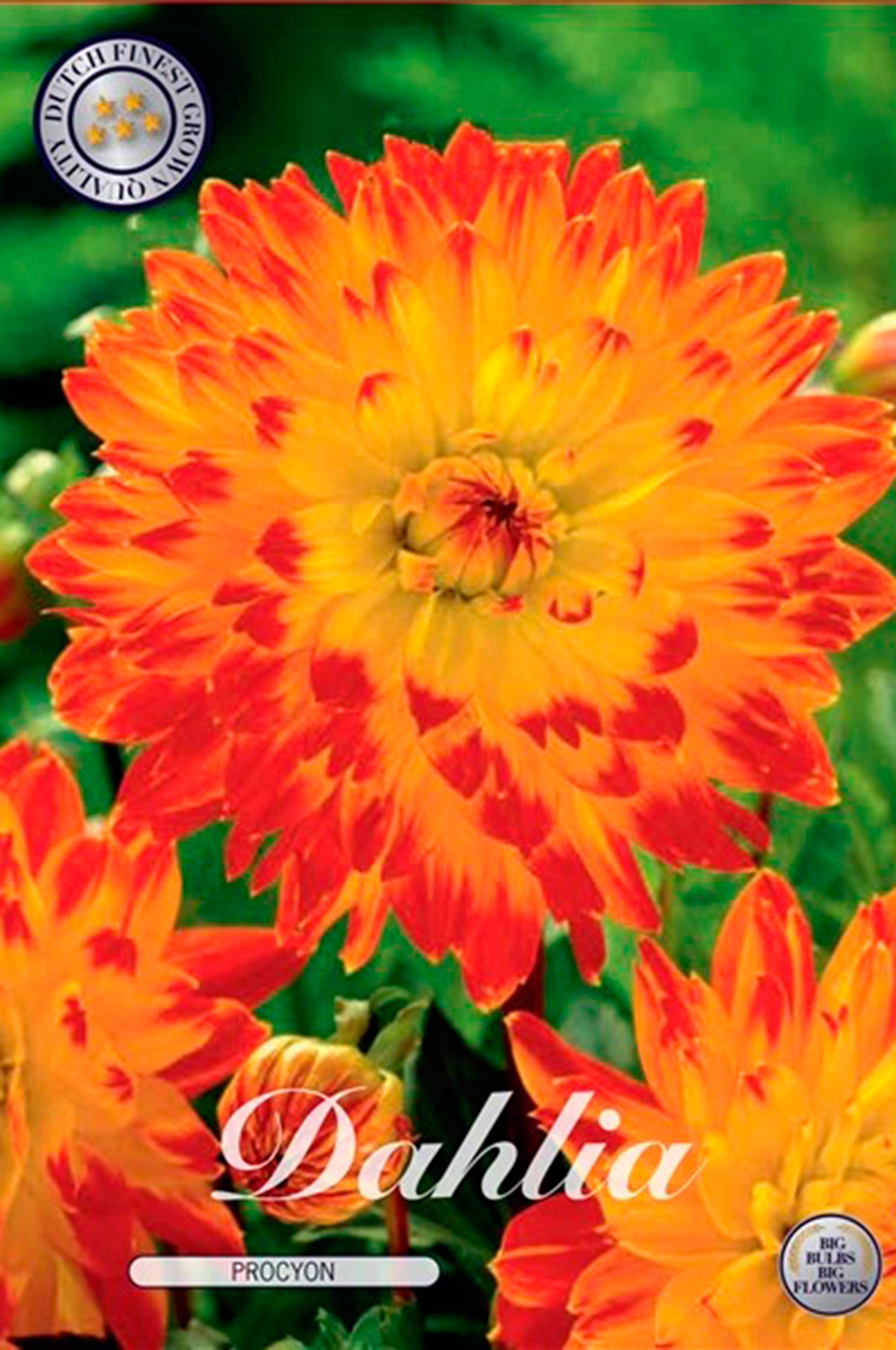 House of Flowers Kukkasipuli Dahlia Procyon 1 kpl Monivärinen