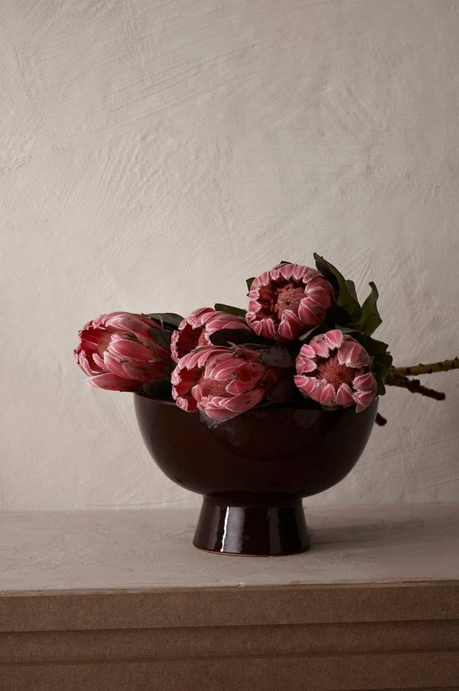 Protea 5-pack