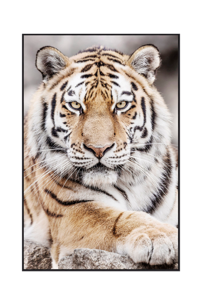 Taulu Tiger