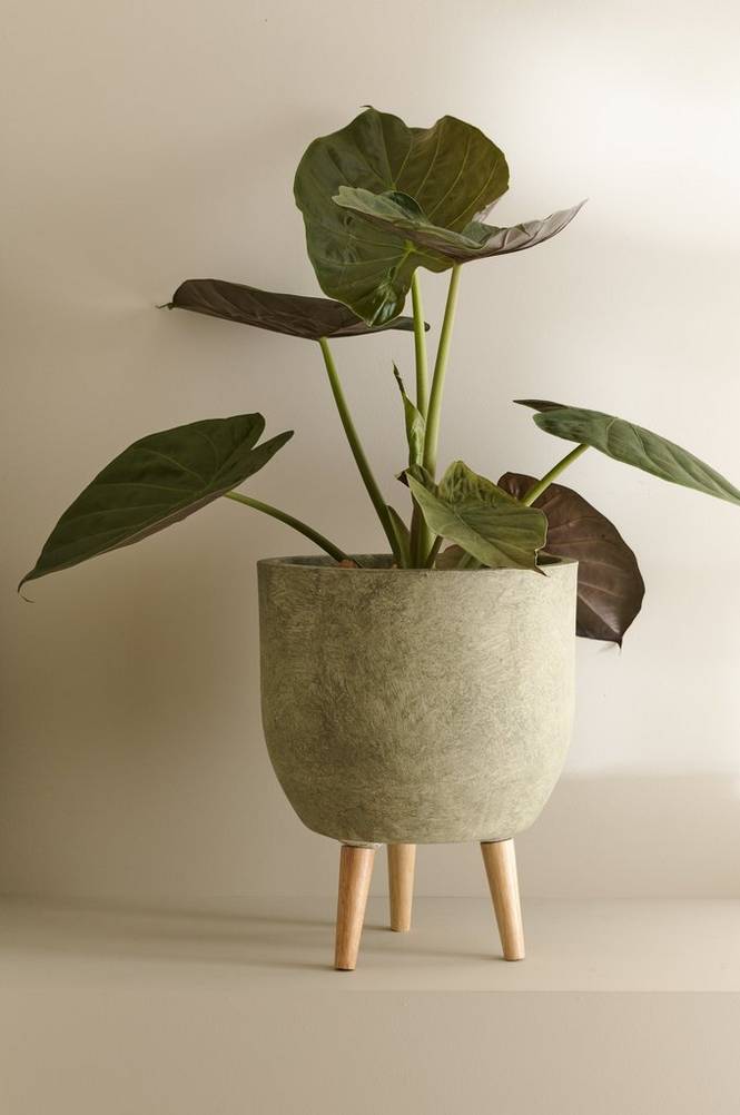 Alocasia Wentii