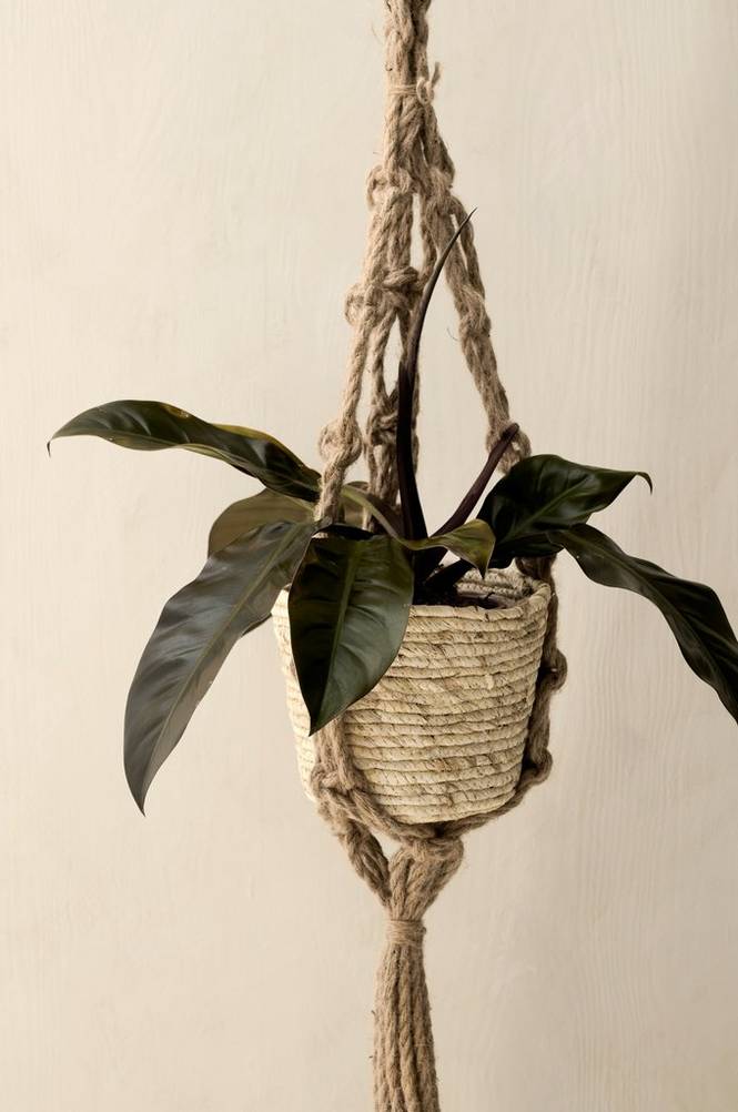 Philodendron Imperial Red fönstermodell