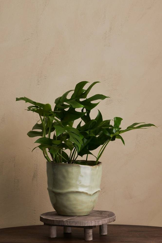 Monstera Minima