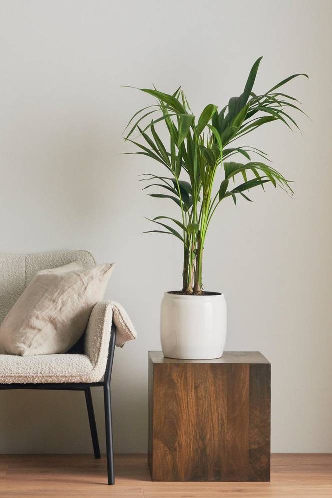 Howea 100 cm