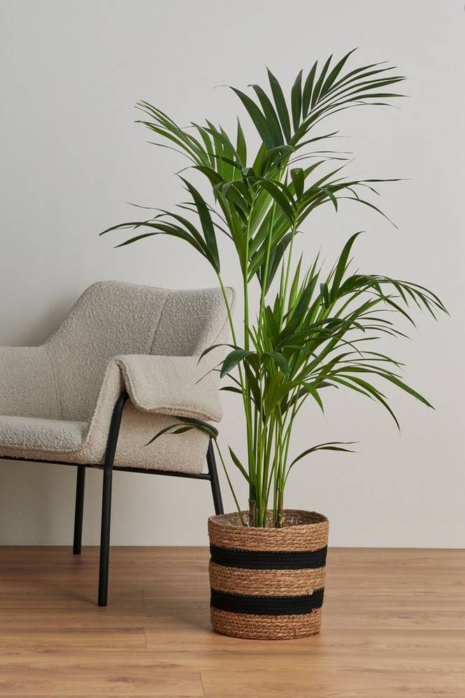 Howea 140 cm