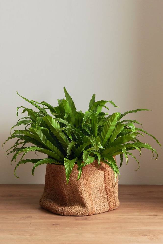 Asplenium