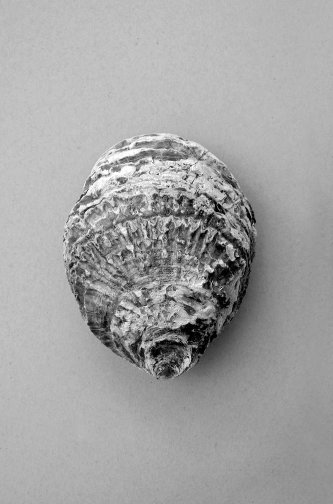 Poster Oyster 3