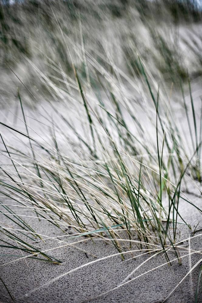 Juliste  Wild straws