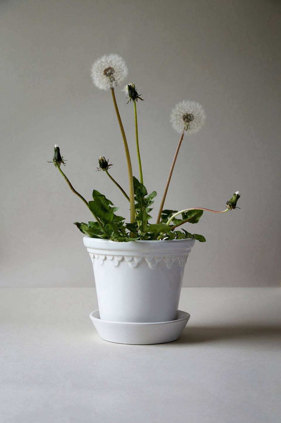 Bergs Potter Kruka med fat Københavner GLAZED, Ø 21 cm, vit från Bergs Potter, bild 2
