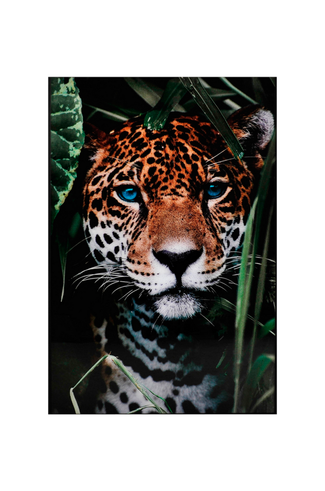 Taulu Blue Eyes