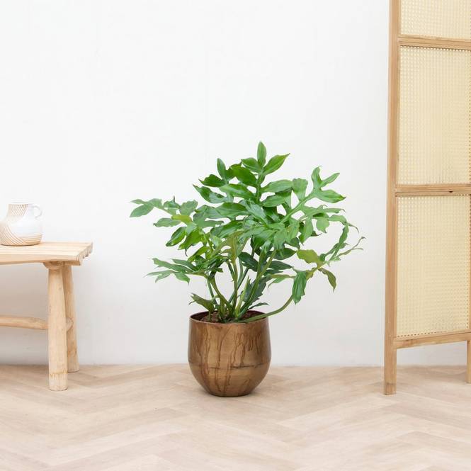 Philodendron Mayoi 60 cm