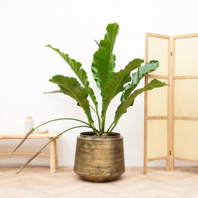 Anthurium Botanical King 100 cm