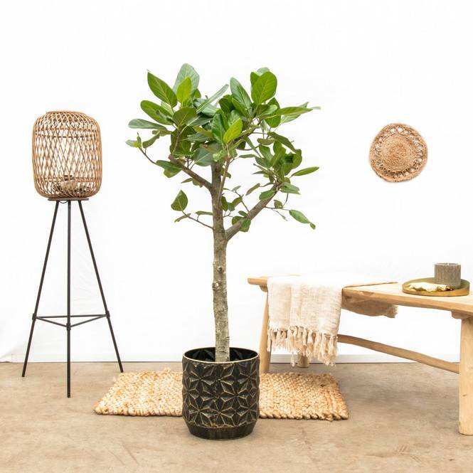 Ficus Audrey på stam 150 cm