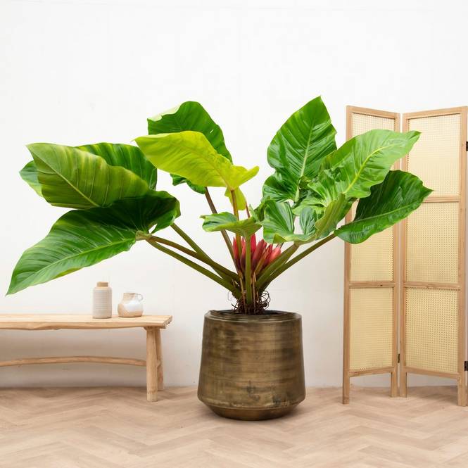 Philodendron Melinonii Ghost 140 cm