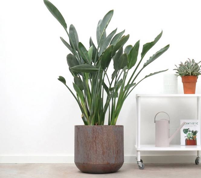 Strelitzia Reginae 150 cm