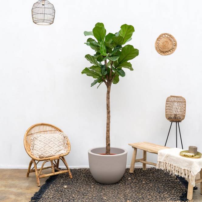 Ficus Lyrata på stam 160 cm