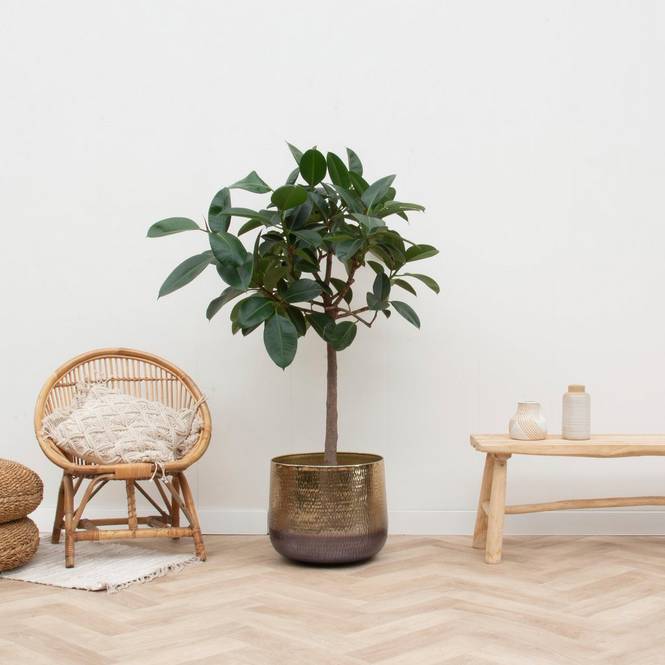 Ficus Robusta på stam 150 cm