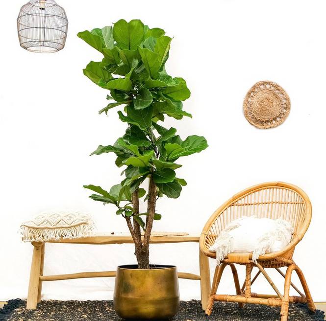 Ficus Lyrata förgrenad 160 cm