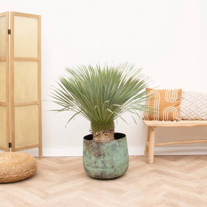 Yucca Rostrata på stam 120 cm