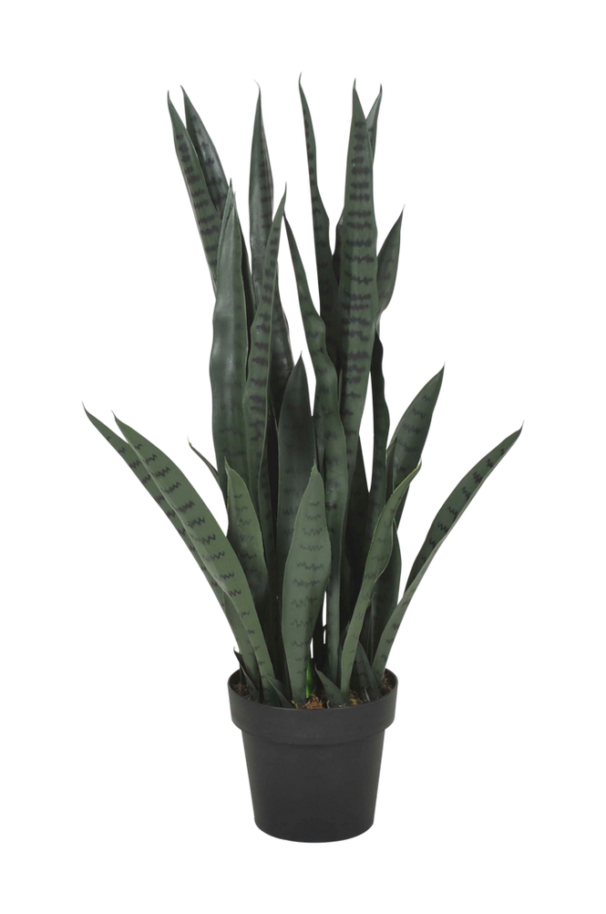 Verde Sanseviera planta
