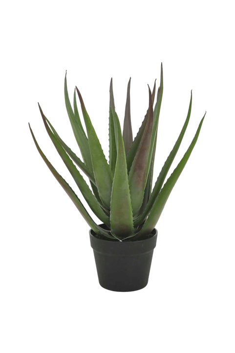 Aloe vera-planta med svart kruka