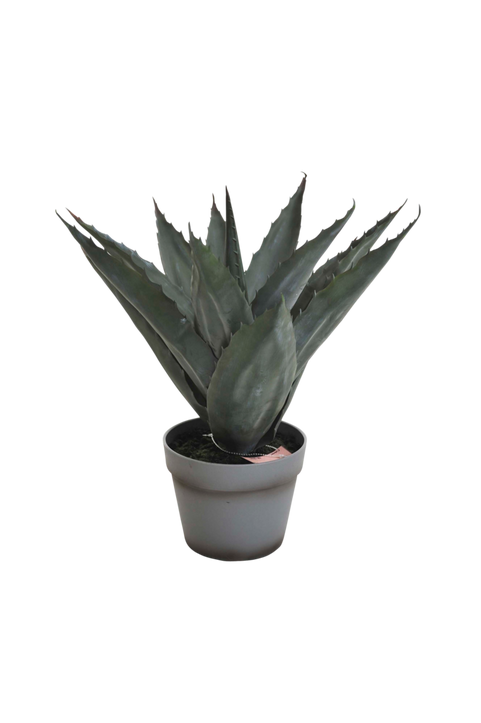 Aloe vera-planta med grå kruka