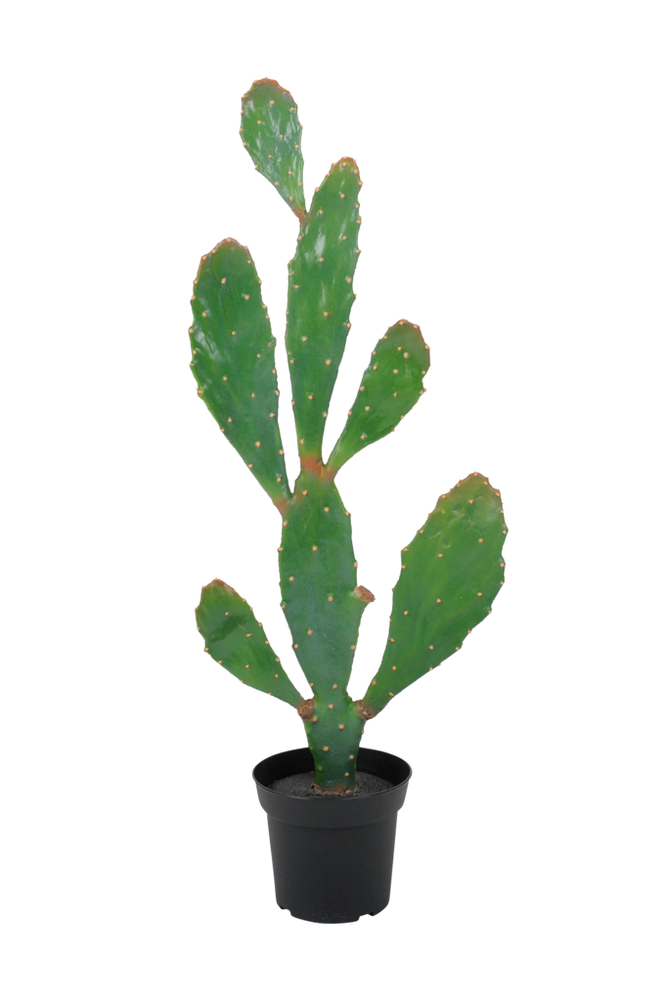 Planta Verde Kaktus