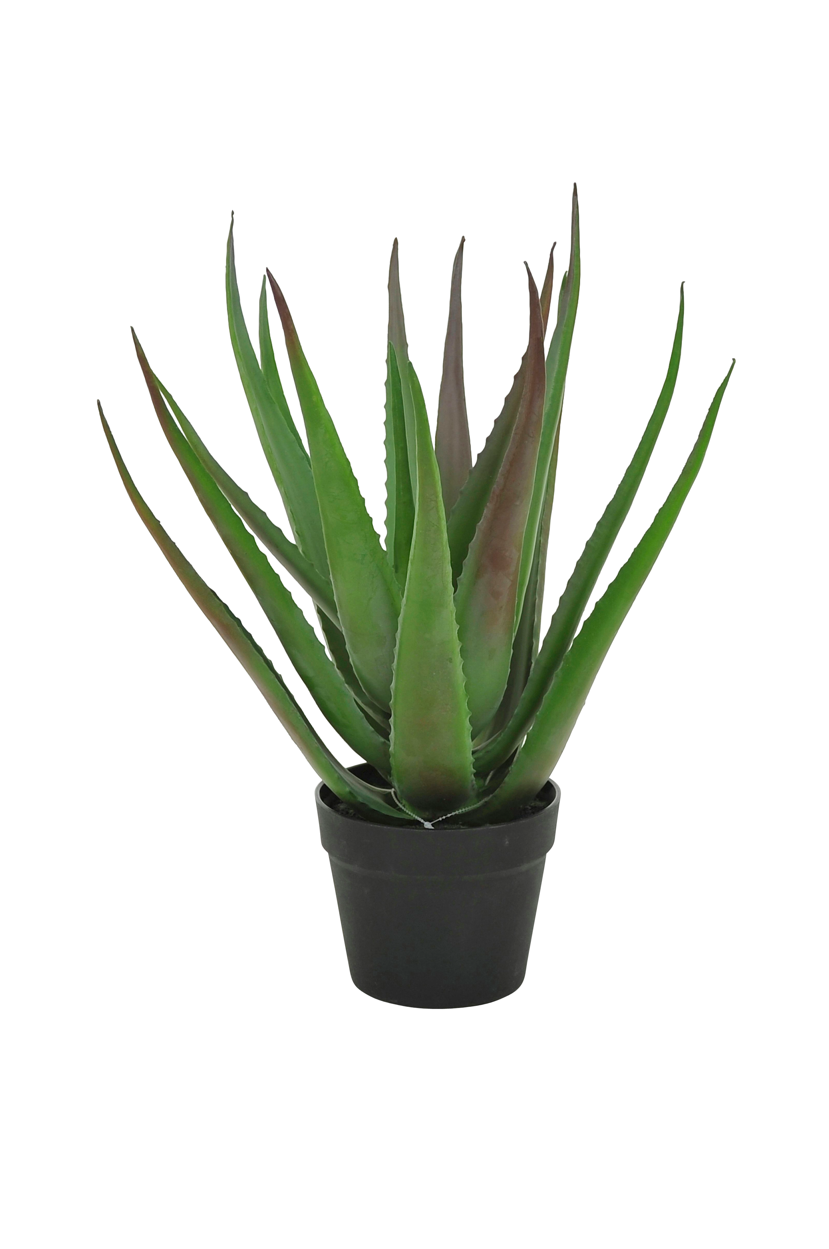 Aloe Vera plante H - Grøn - Dekoration | Homeroom