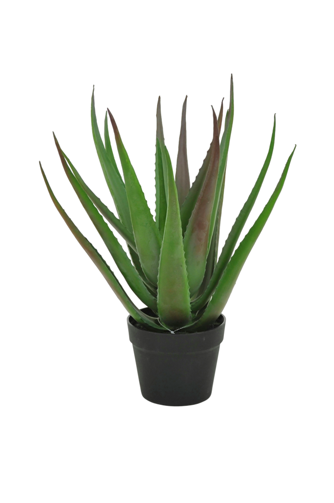 Aloveraplanta H 50 cm