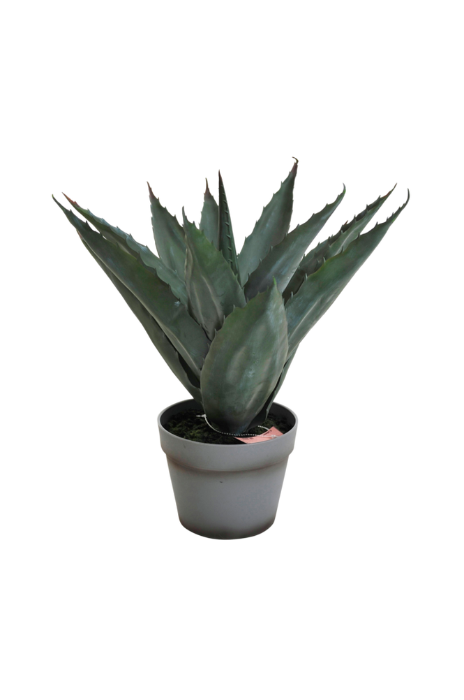 Aloveraplanta H 45 cm