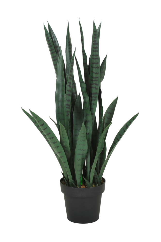 Plante Sanseviera H 90