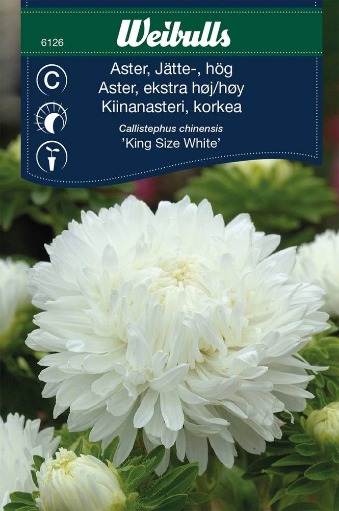 Isokukkainen kiinanasteri, valkoinen