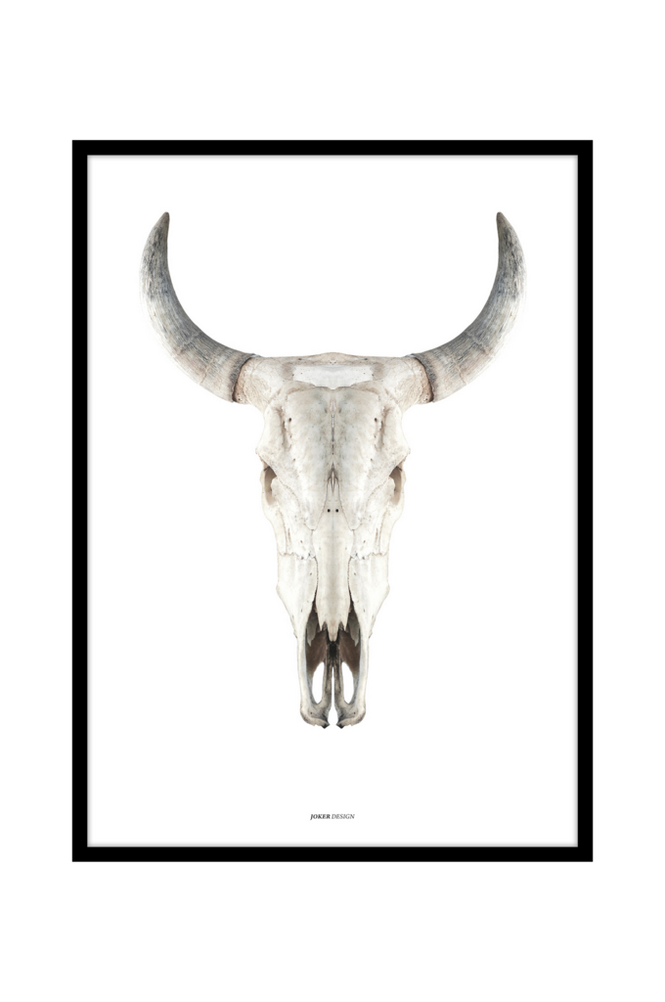 Tavla Cow skull