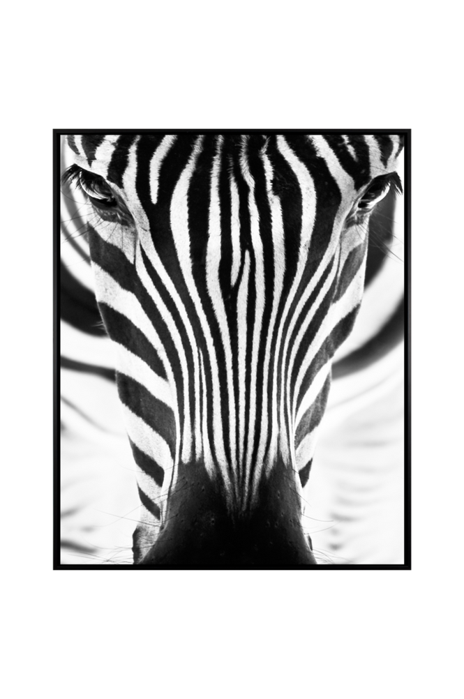 Tavla Photo Zebra Eyes