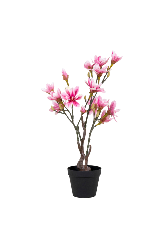 Magnoliatre