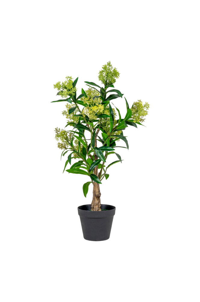 Skimmia
